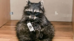 Czarowna fidget: treść raccoon-rod w domu